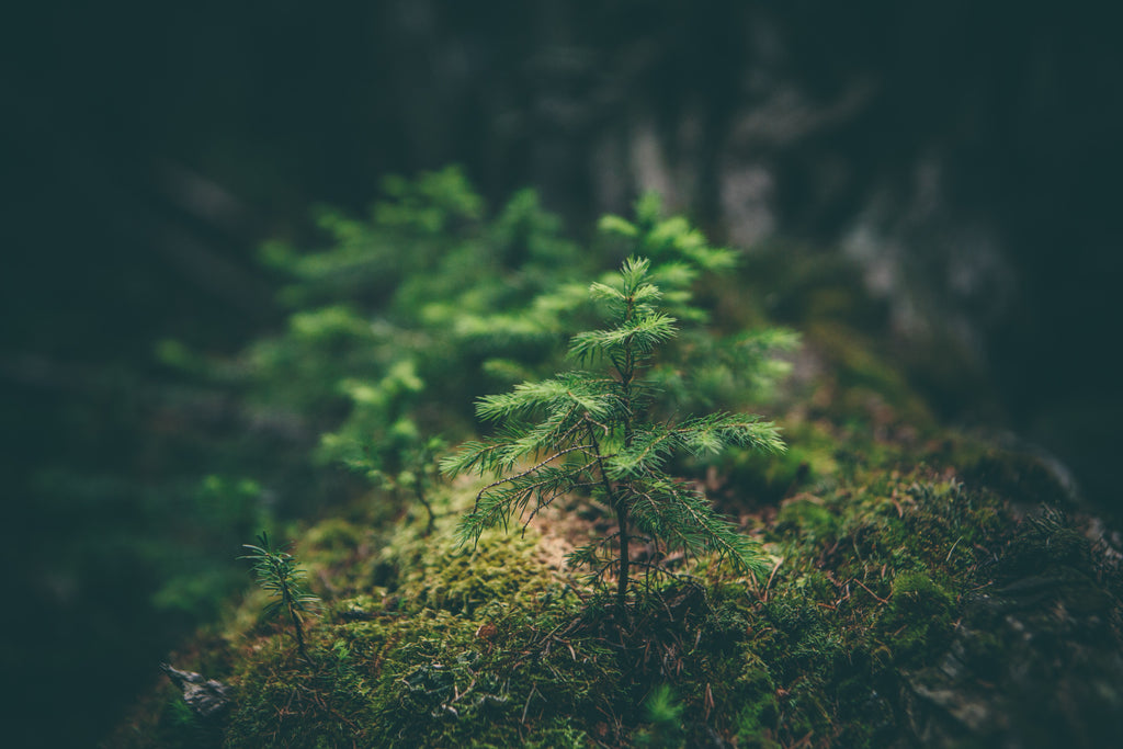 One Purchase - One Tree
