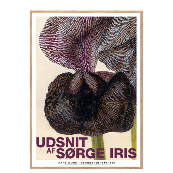 Slice of Mourning Iris print oak frame 