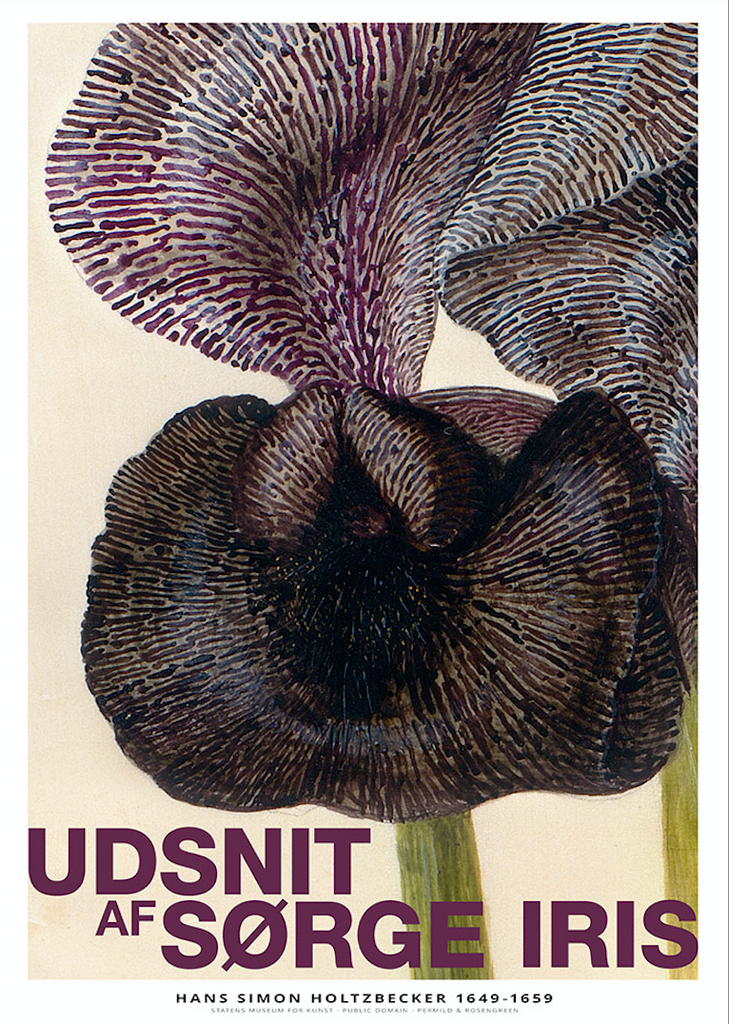 Slice of Mourning Iris print 1
