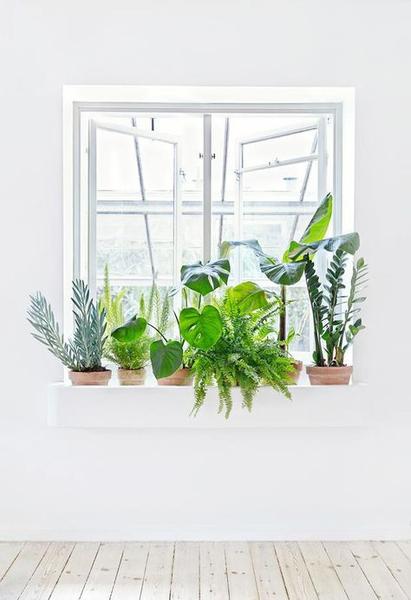 Green plants in a white window sill